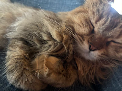 Siberian cat mixed breed