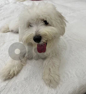 Bichon Maltese