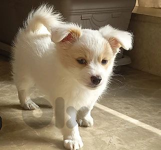maltipoo