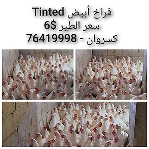فراخ أبيض 6$ 76419998