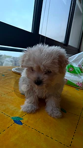 pomeranian teacup 40 days old