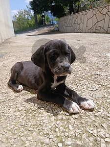 Labrador puppies for adoption (ready for a new loving home)