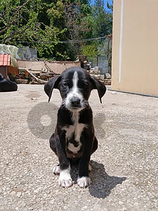 Labrador mix puppy for adoption (ready for a new loving home)