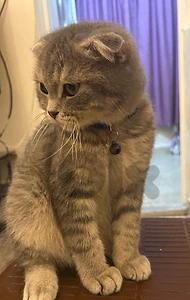 scottish fold kitten