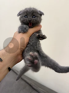 pure scottish fold kittens