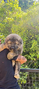 Caucasian Shepherd