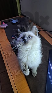 for sale himalayan