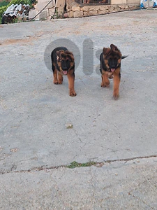 German sheperd