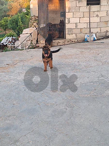 German sheperd