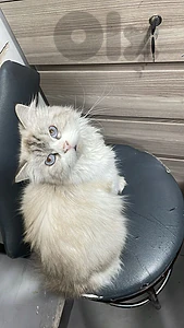 متاح انثى راغدول