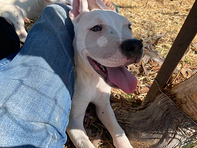 Dogo Argentino puppy Fully Vaccinated 110 days old