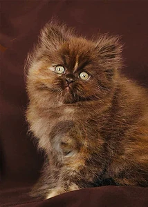 persian multicolor brown