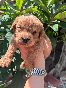 maltipoo