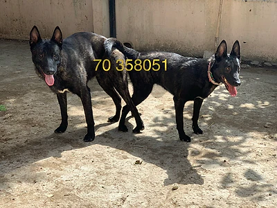 Malinois Dutch Shepherd