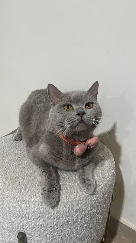 adult cats for sale affordable prices  all vaccinated