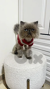 adult cats for sale affordable prices  all vaccinated