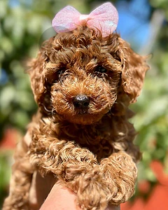 High Quality Poodle Puppy 🐩 In store | delivery available