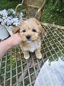 Beautiful Maltipoo Puppy 🐶 in store | delivery available