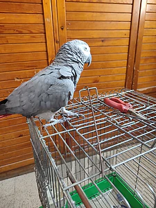 طريق جديدة