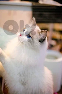 UNIQUE & GORGEOUS Ragdoll kitten IMPORTED Pure high quality breed قطط