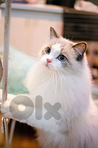 Beautiful Ragdoll imported available