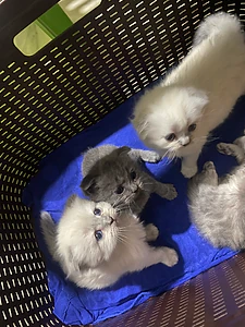 cats pets