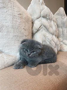 pure Scottish fold kitten HIGHEST QUALITY