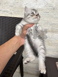 Scottish Fold  pure short hair kittens Available