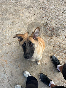 puppy for adoption