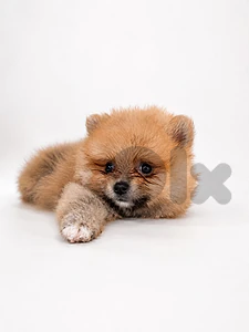 pomeranian pomeranian