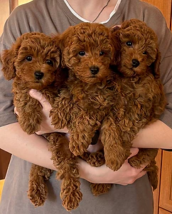 Playful & Loving Poodle Puppies Now Available In Store & Delivery