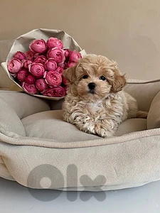 Maltipoo Puppies available in store _ Delivery_Dog كلاب