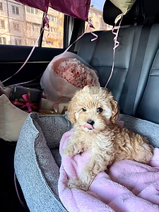 Beautifull Maltipoo Puppies Available in store&Delivery