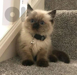 Beautifull  Kittens Available /In Store /Delivery /Cat