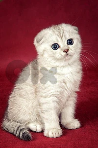 Beautiful Scottish Fold Kittens Available in Store & Delivery Beautiful Scottish Fold Kittens Available in Store & Delivery