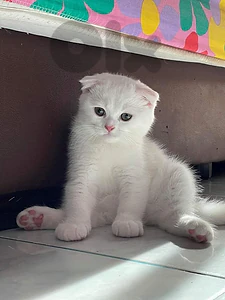 Striking Scottish Folds Kitten Available in Store & Delivery Striking Scottish Folds Kitten Available in Store & Delivery