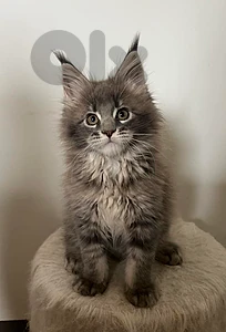 Majestic Maine Coon Kittens Order Yours Today/High Quality/Imported Majestic Maine Coon Kittens Order Yours Today/High Quality/Imported