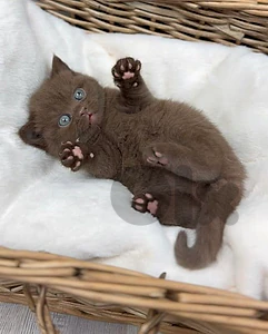The one And Only British Chocolate Kitten Pre order Yours Today !!!💫