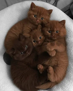 Meet The British Chocolate kittens Preorder Yours Today !!!🐾 Meet The British Chocolate kittens Preorder Yours Today !!!🐾