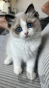 The Beautifull Ragdoll Kitten Available / instore/ Delivery / Cats