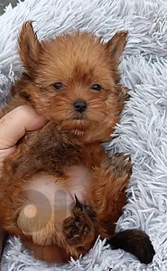 yorkie