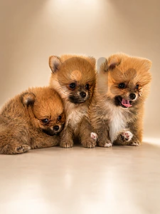 pomeranian