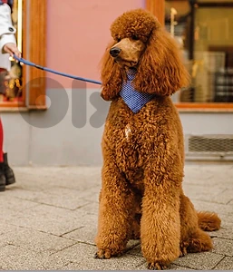 STANDARD Poodle Puppies
