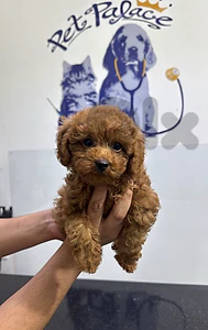 poodle