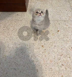 Scottish Fold  pure short hair kittens Available