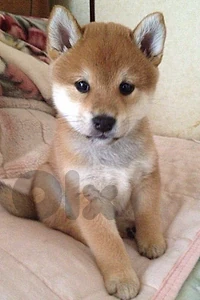 Shiba Inu Puppy – Purebred | Premium Quality|Available in Store
