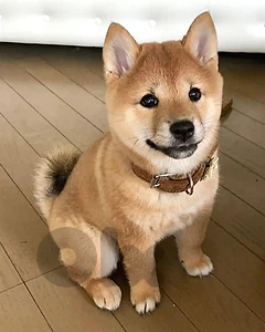 Shiba Inu Puppy – Purebred | Premium Quality|Available in Store