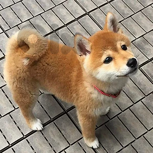 Shiba Inu Puppy – Purebred | Premium Quality|Available in Store