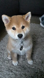 Shiba Inu Puppy – Purebred | Premium Quality|Available in Store