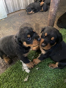 Rotweiler